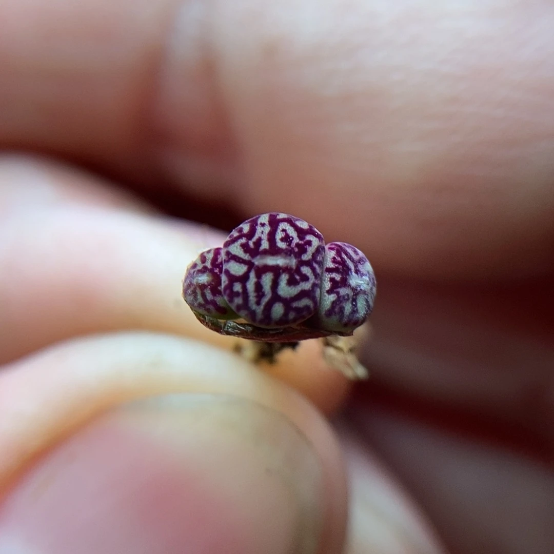 714墨小锥一颗三头苗子包邮