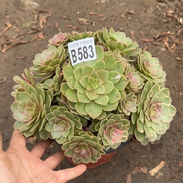 莲花座……多肉植物……
