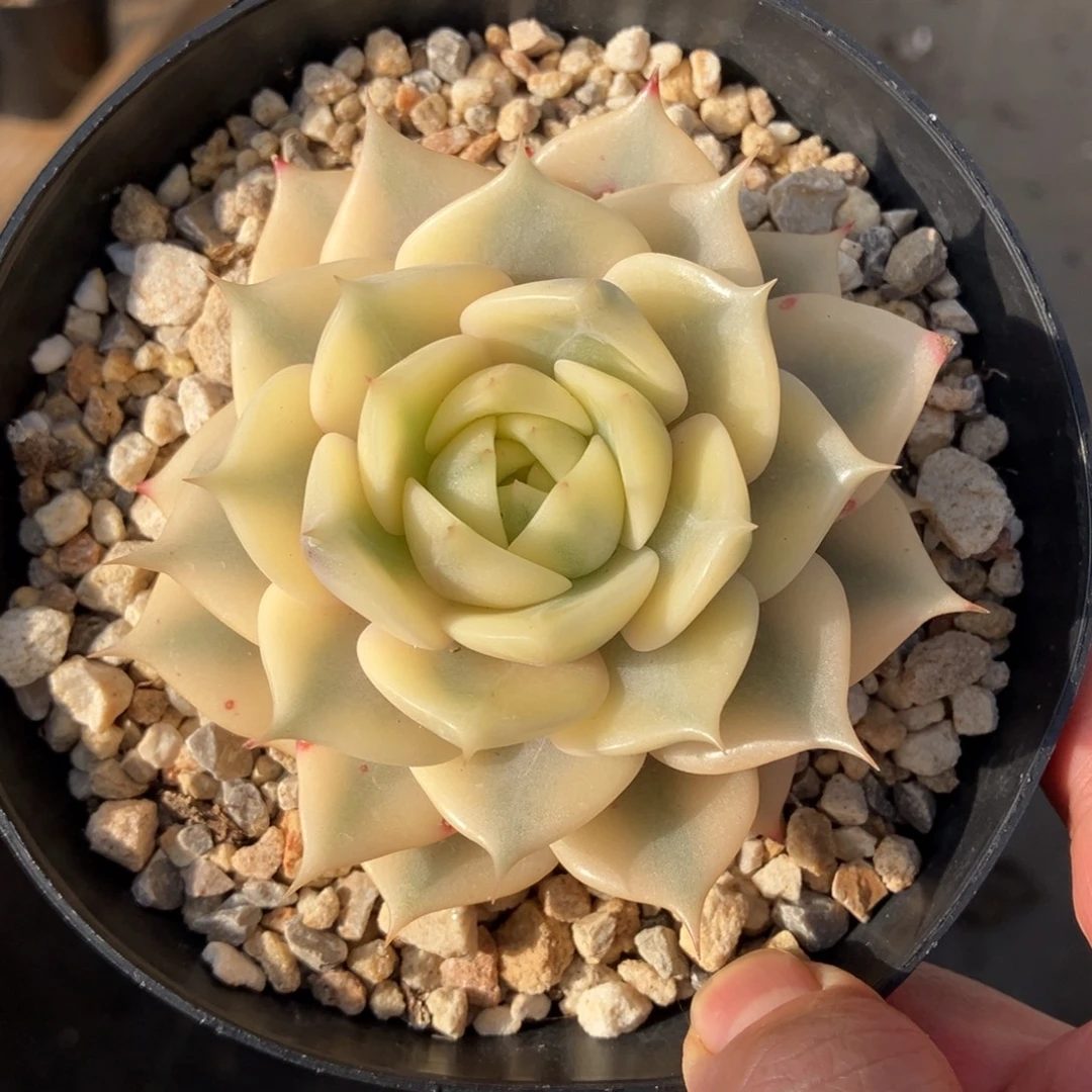 贝加尔湖锦 一物一拍不支持退换