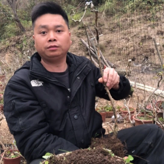 盆景素材盆栽绿植