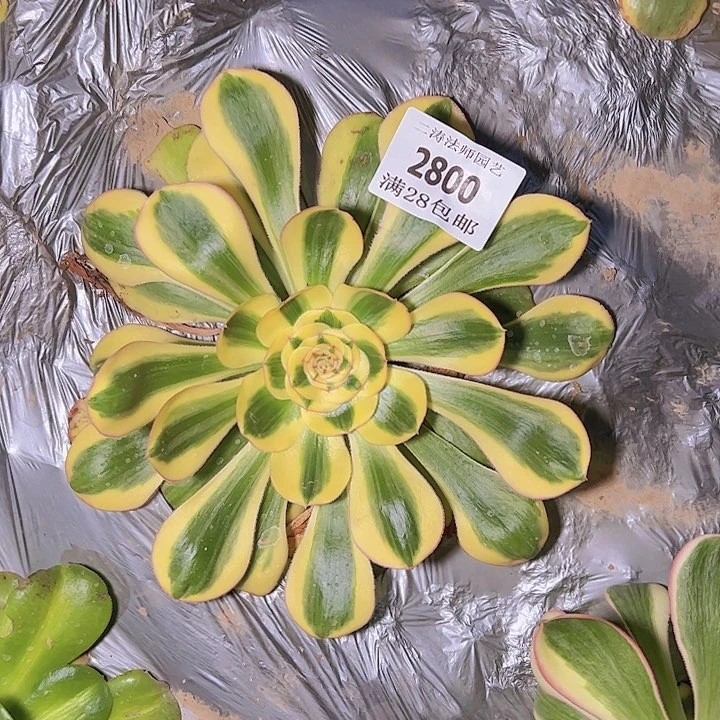 2800王妃君美丽多肉植物2号