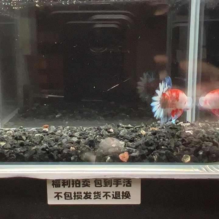 斗鱼竞拍跑单拉黑16日94