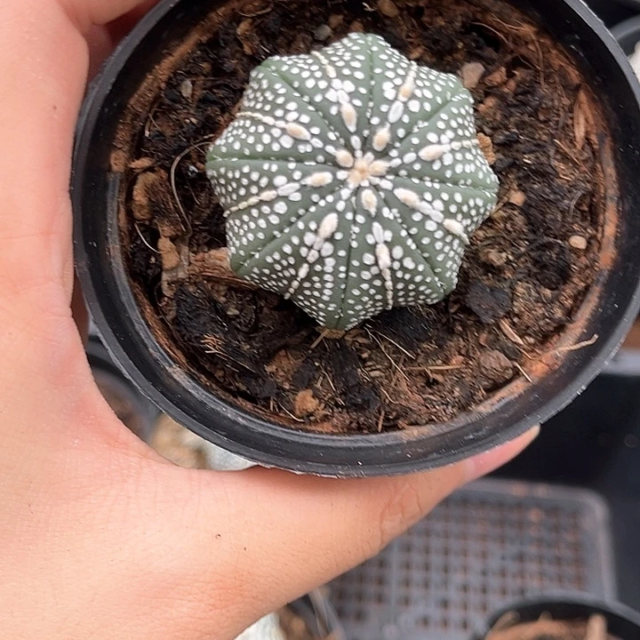 小奇迹3.9cm一物一拍