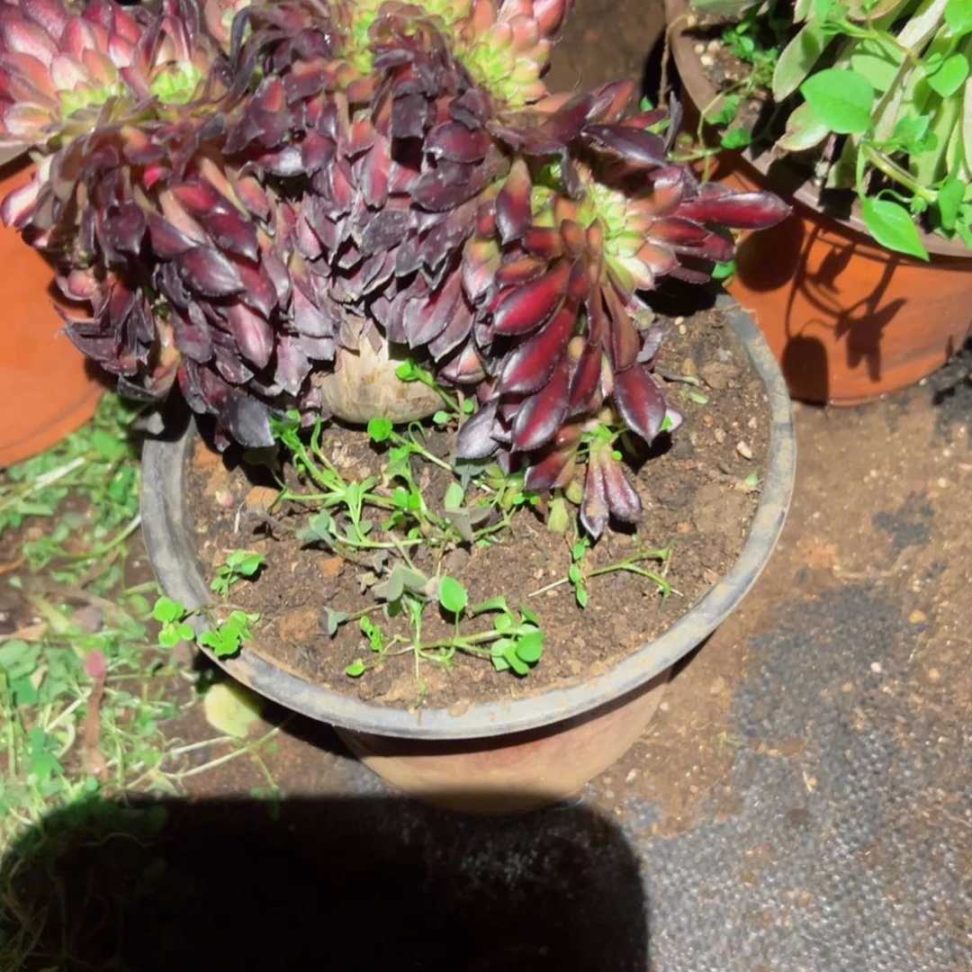 344 号多肉植物新年