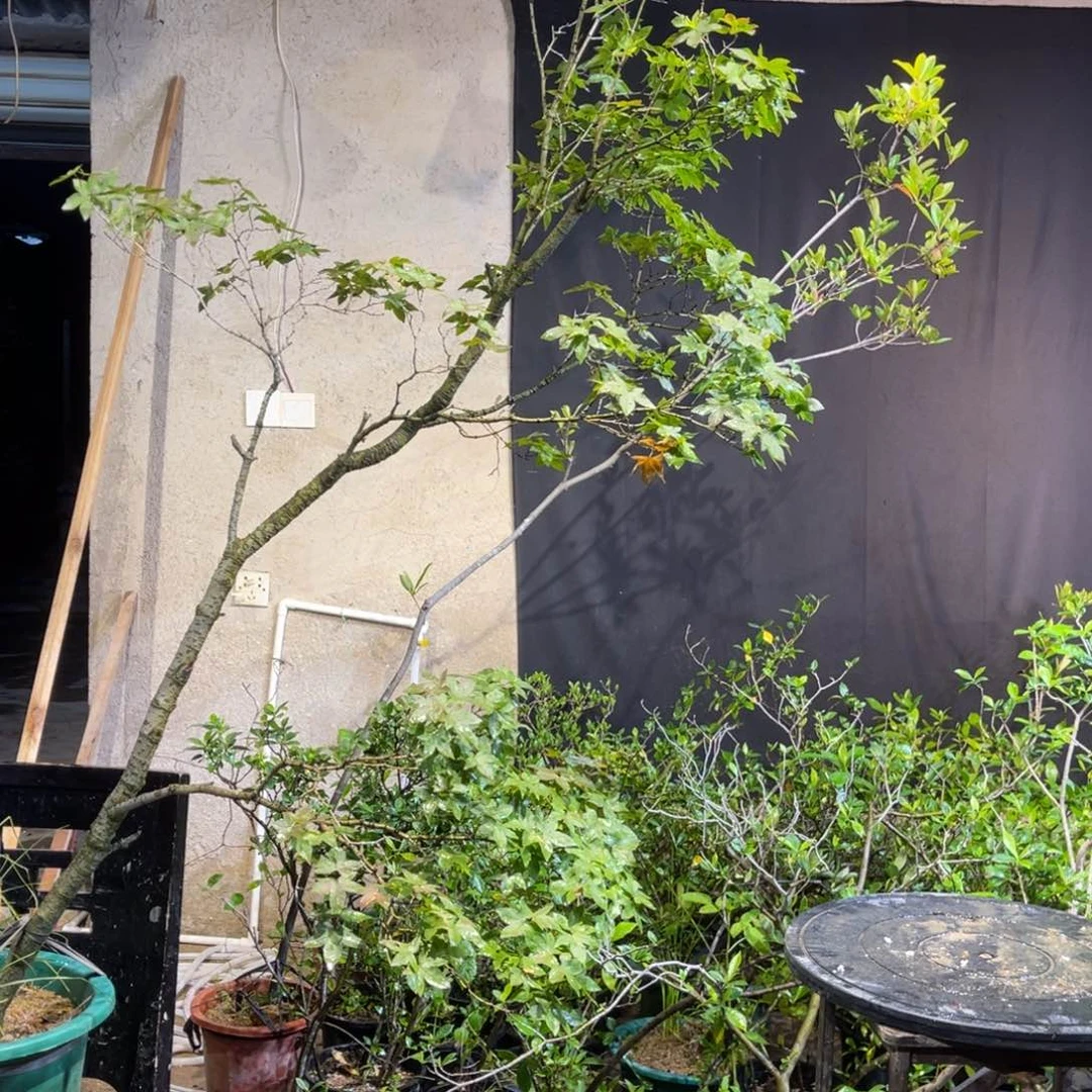 柯**岛花将计就计