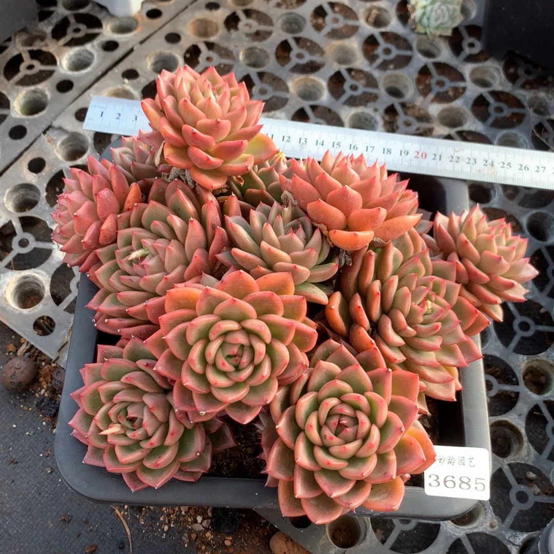 3685杂交多肉植物基地