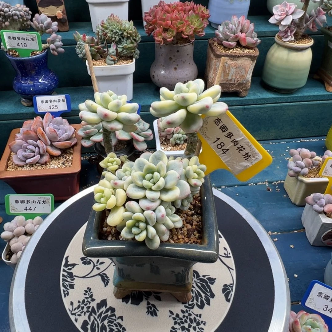 184号劳尔锦老桩无砍