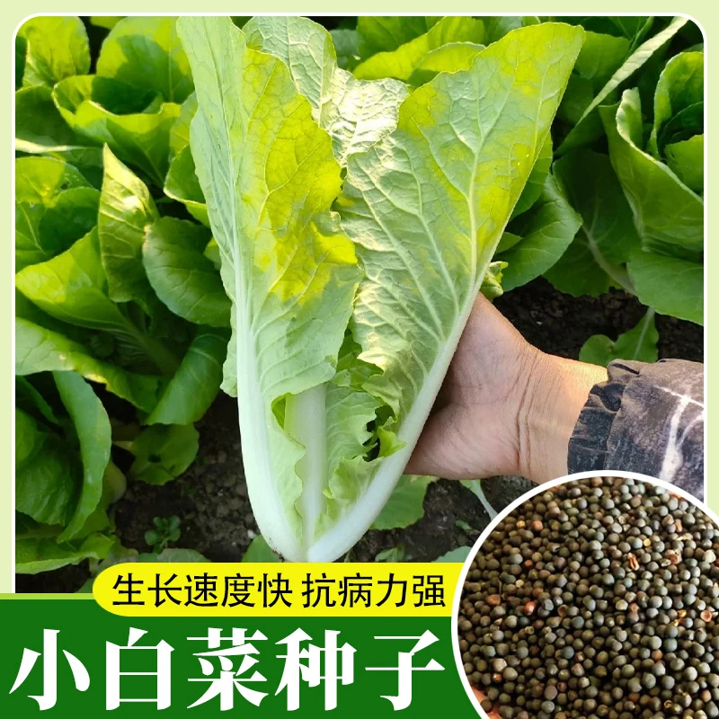 四季奶油小白菜耐热耐寒速生阳台小青菜庭院盆栽蔬菜快菜种子生吃