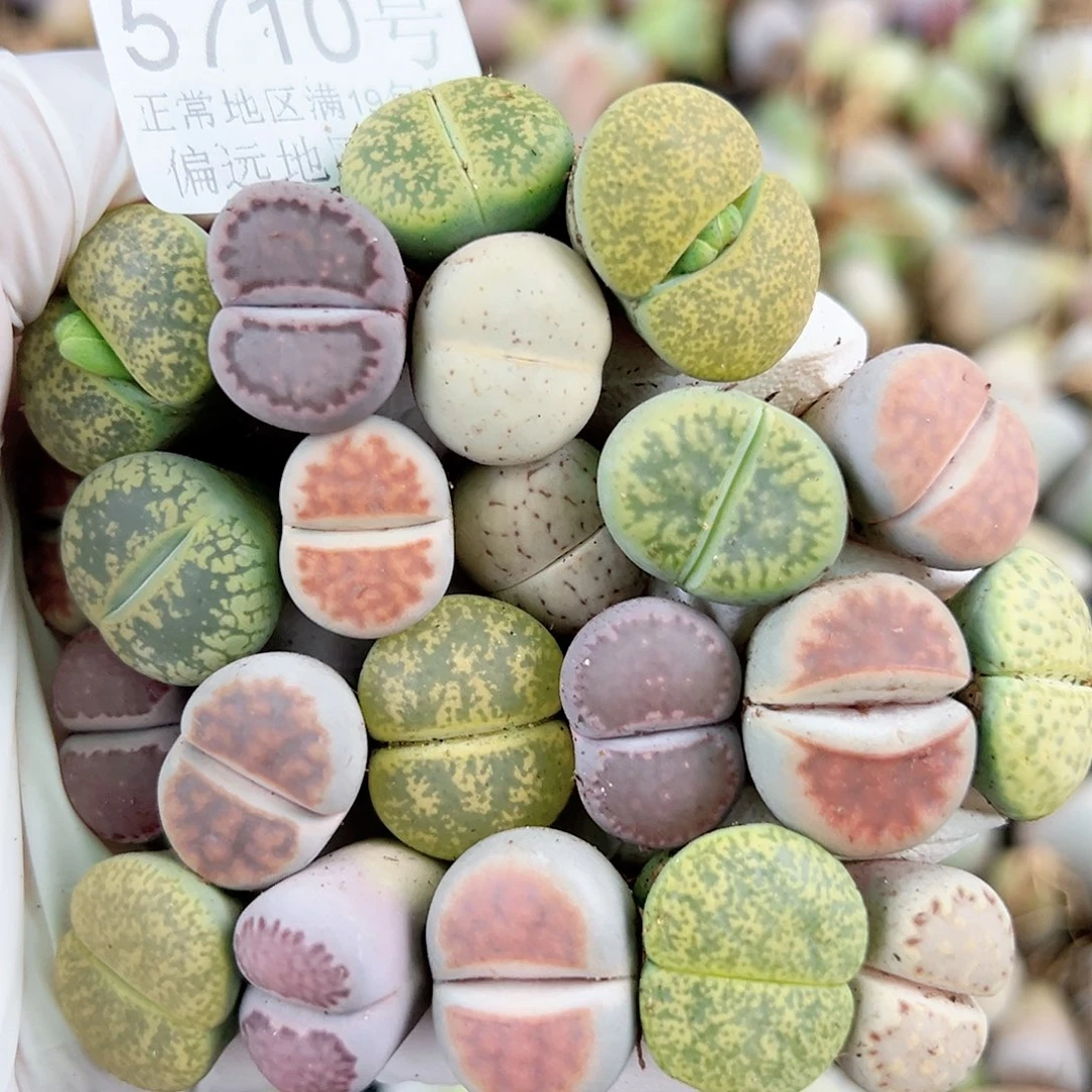 5710 好养易活生石花大母本22个1.5cm左右