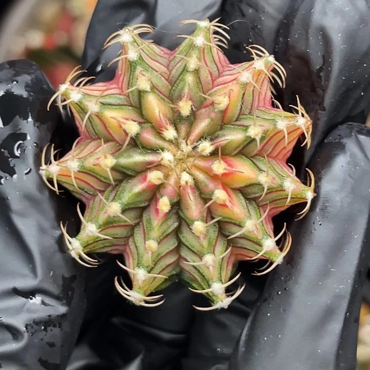 十一棱 肋骨 一物一拍