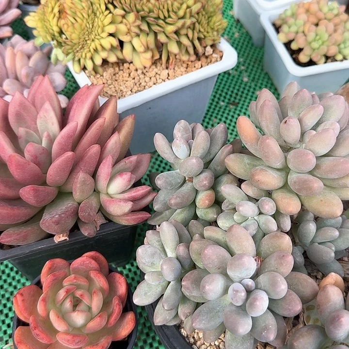 黄体汤圆加郝飞斯托