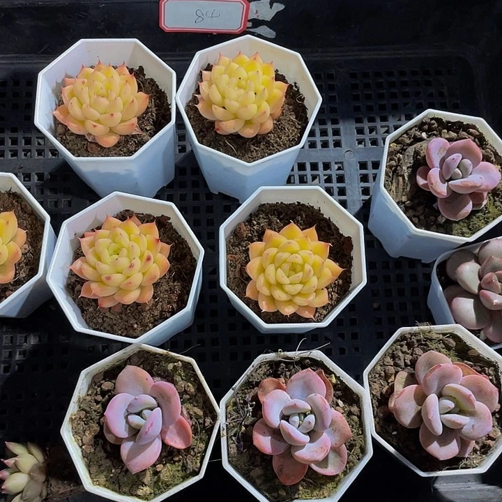 豌***窝84号筐带盆土发