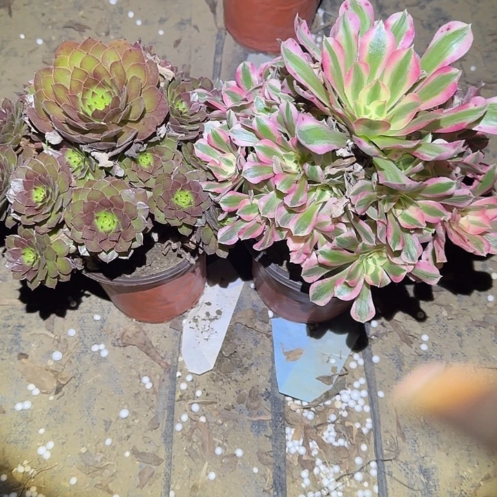 一物一拍不包损45