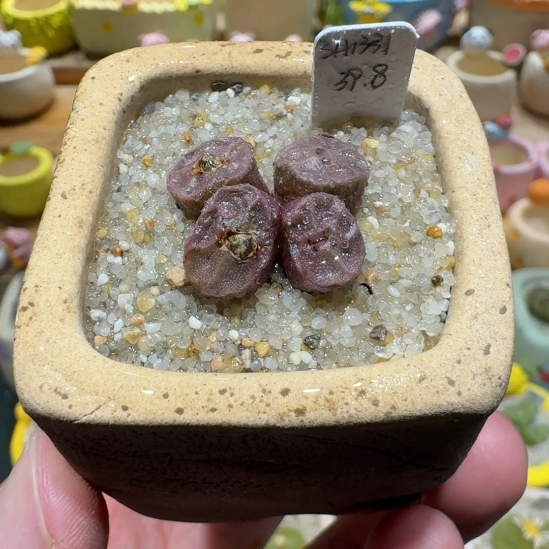 蘑菇1265烧麦多肉植物