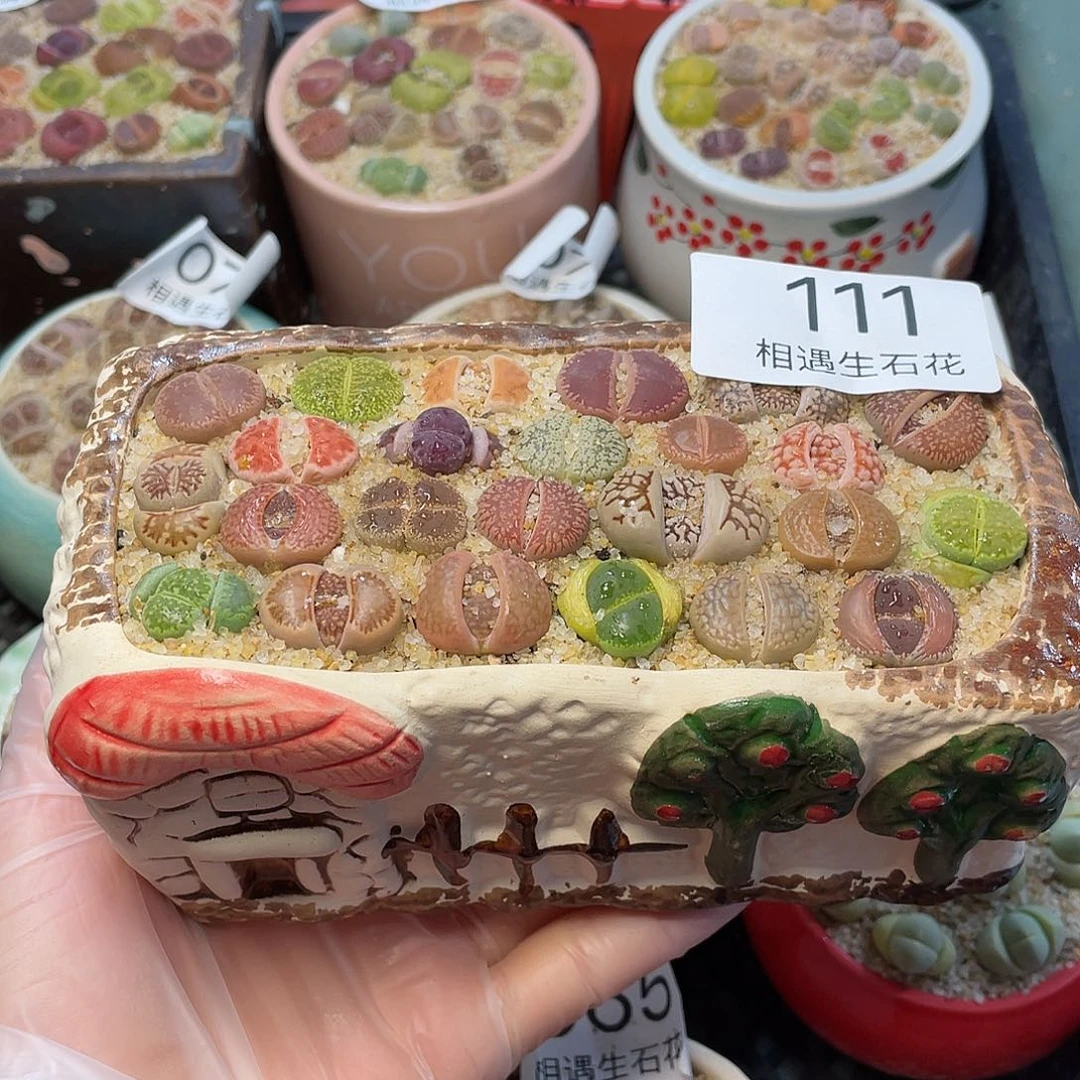 万**%相遇生石花链接111