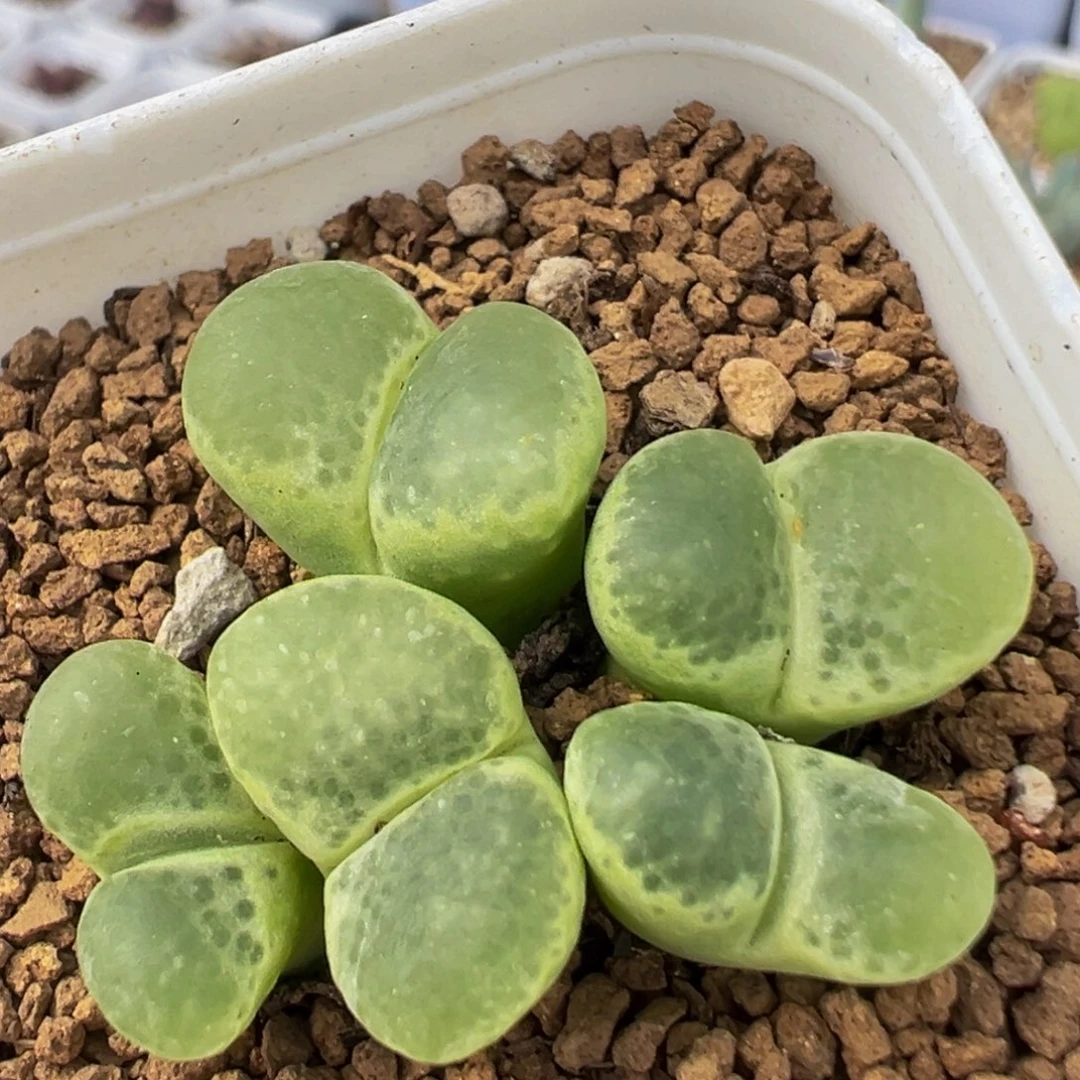 65多肉植物百科植物
