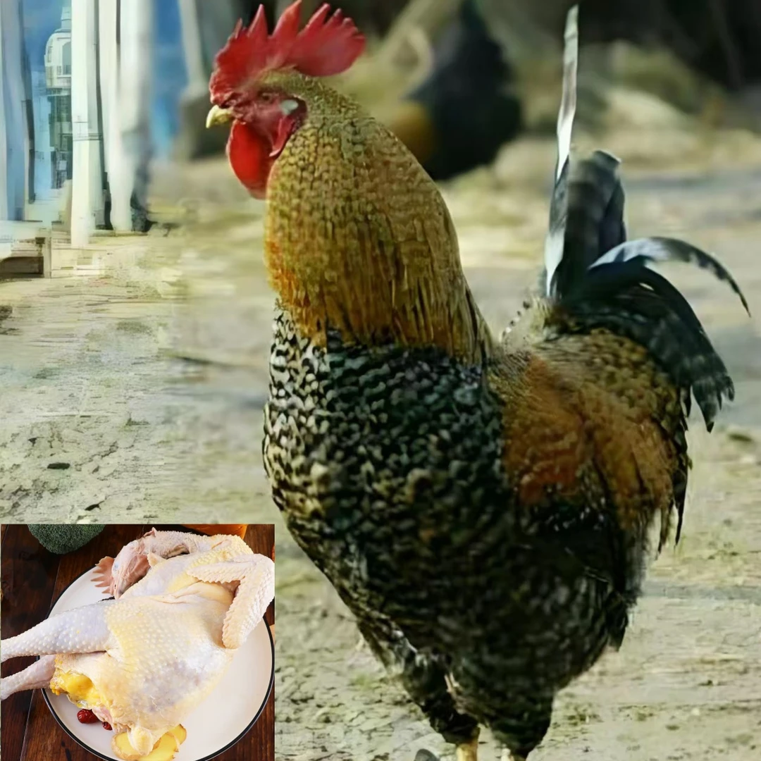 小张  芦花公鸡 肉质鲜美 生鲜鸡  京东包邮