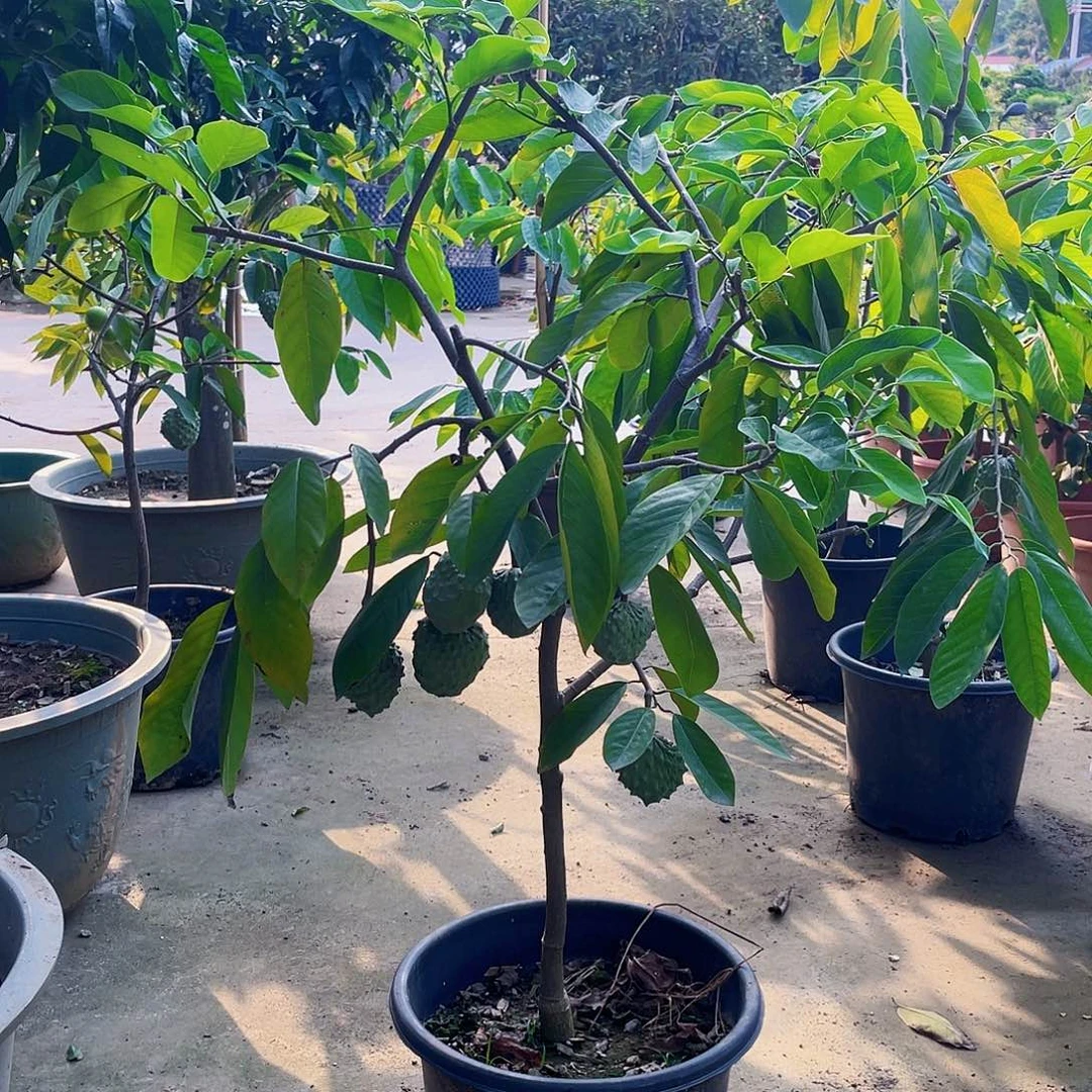 完全开放祥*11111111111