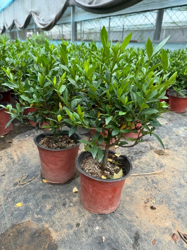 浓香型栀子花盆栽客厅花卉【带花苞发货四季室内植物客厅花卉绿植】