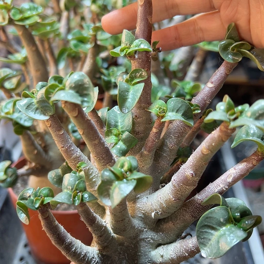 黑金钢哥斯拉沙漠玫瑰肚子5公分