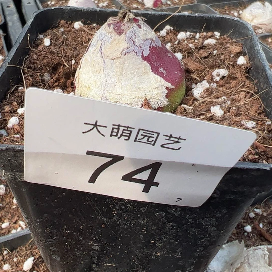 000074 一物一拍脱土发微瑕