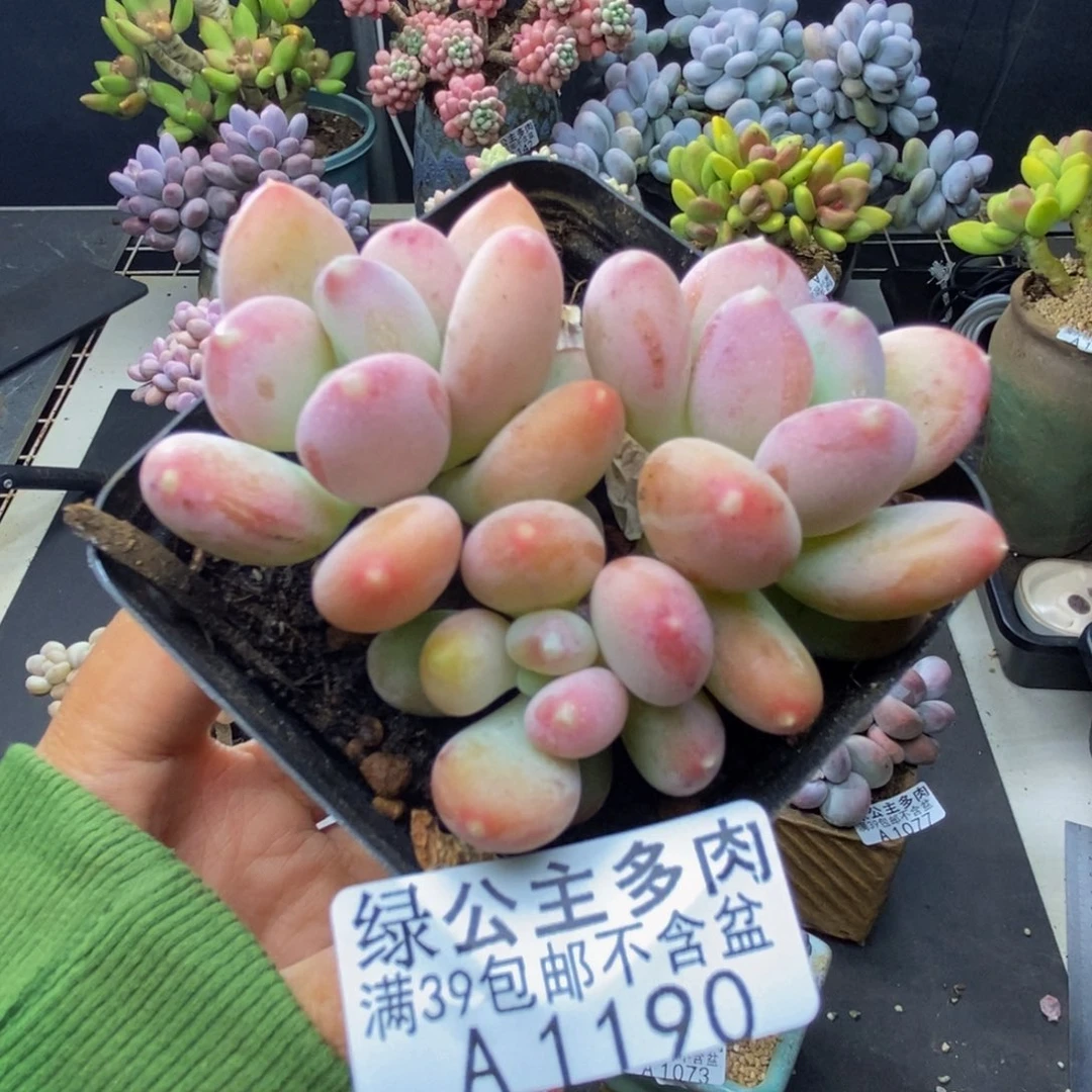 190稻田姬多肉6c m