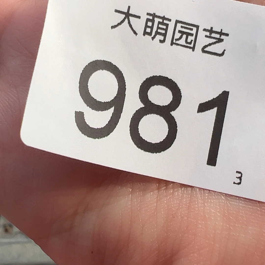 0000981量拍以下1盆大灯泡带盆土老皮皱微瑕