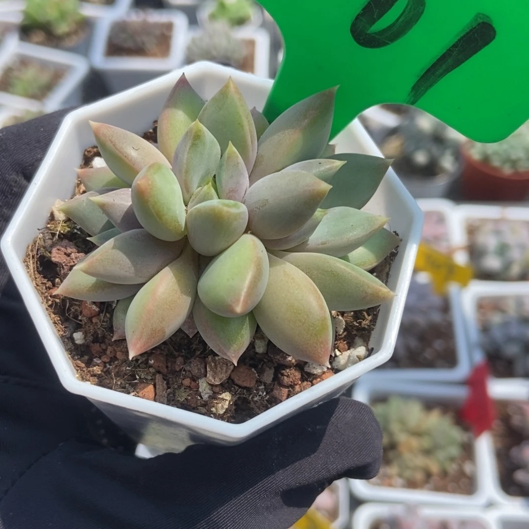 501象牙多肉植物保护