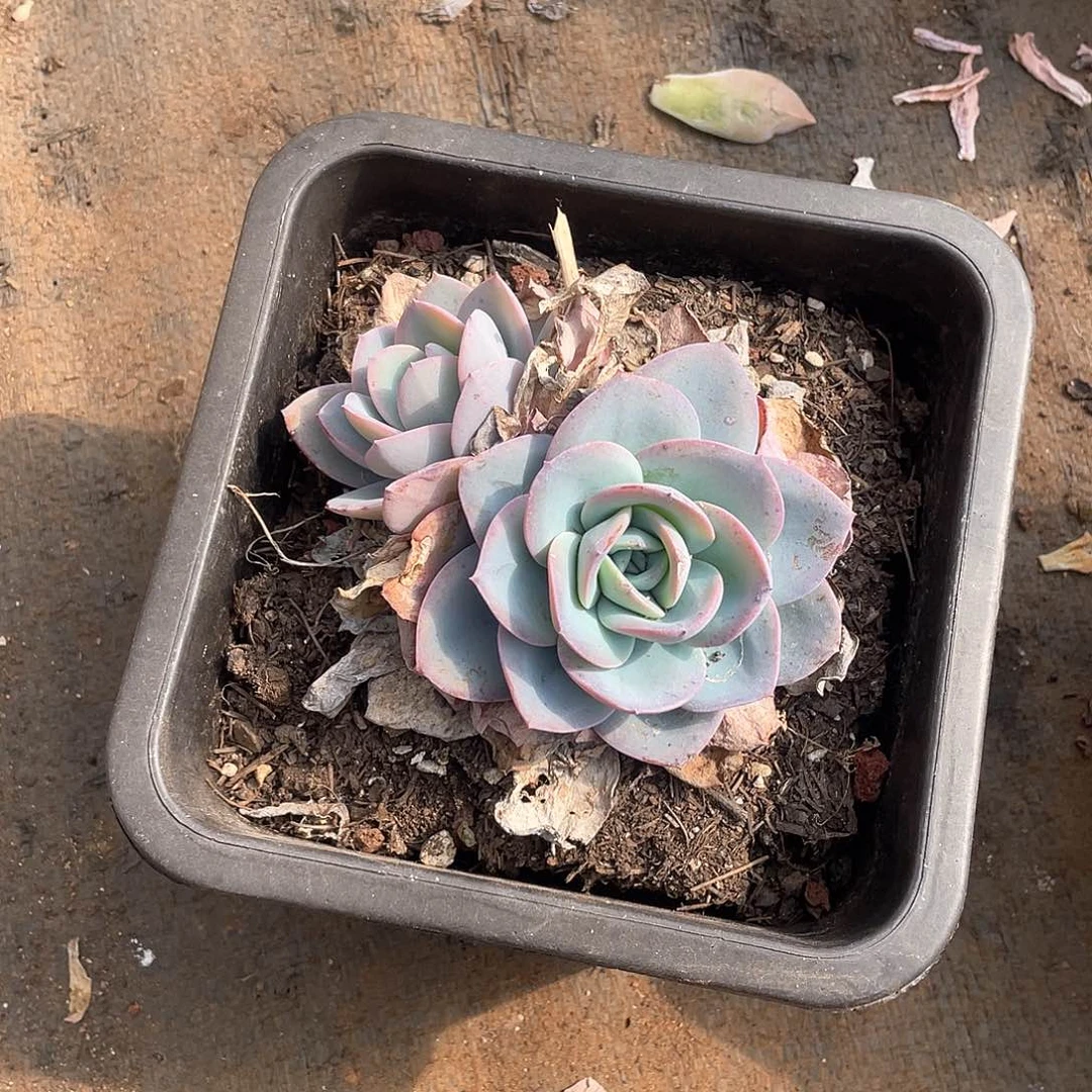 201布鲁兰 一物一拍多肉