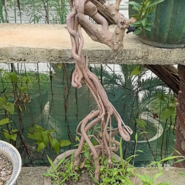 黄***园八房桔一个土球包邮