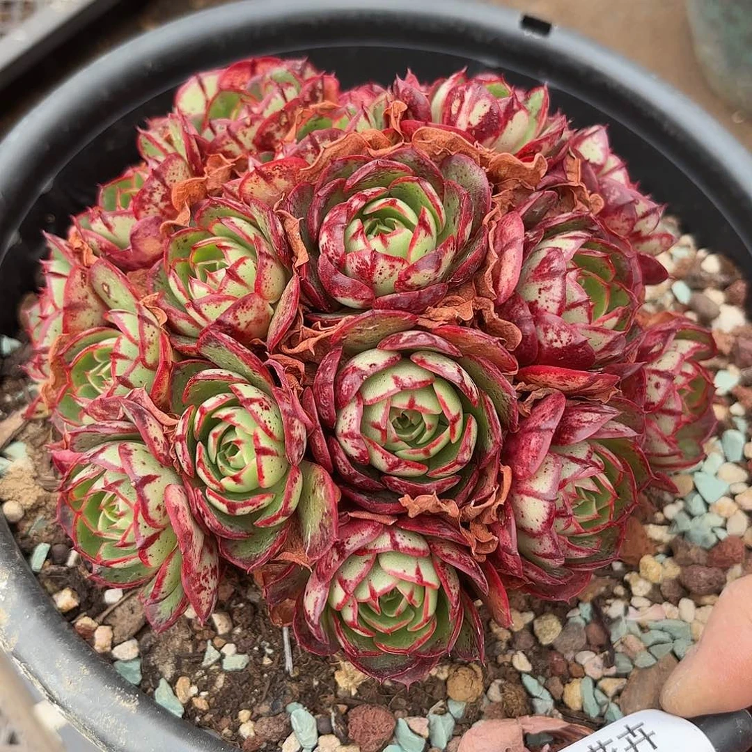 同温层多肉伊丽莎白284