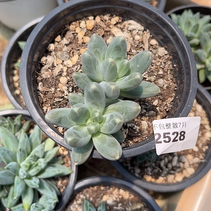 阿雅园艺。     2528