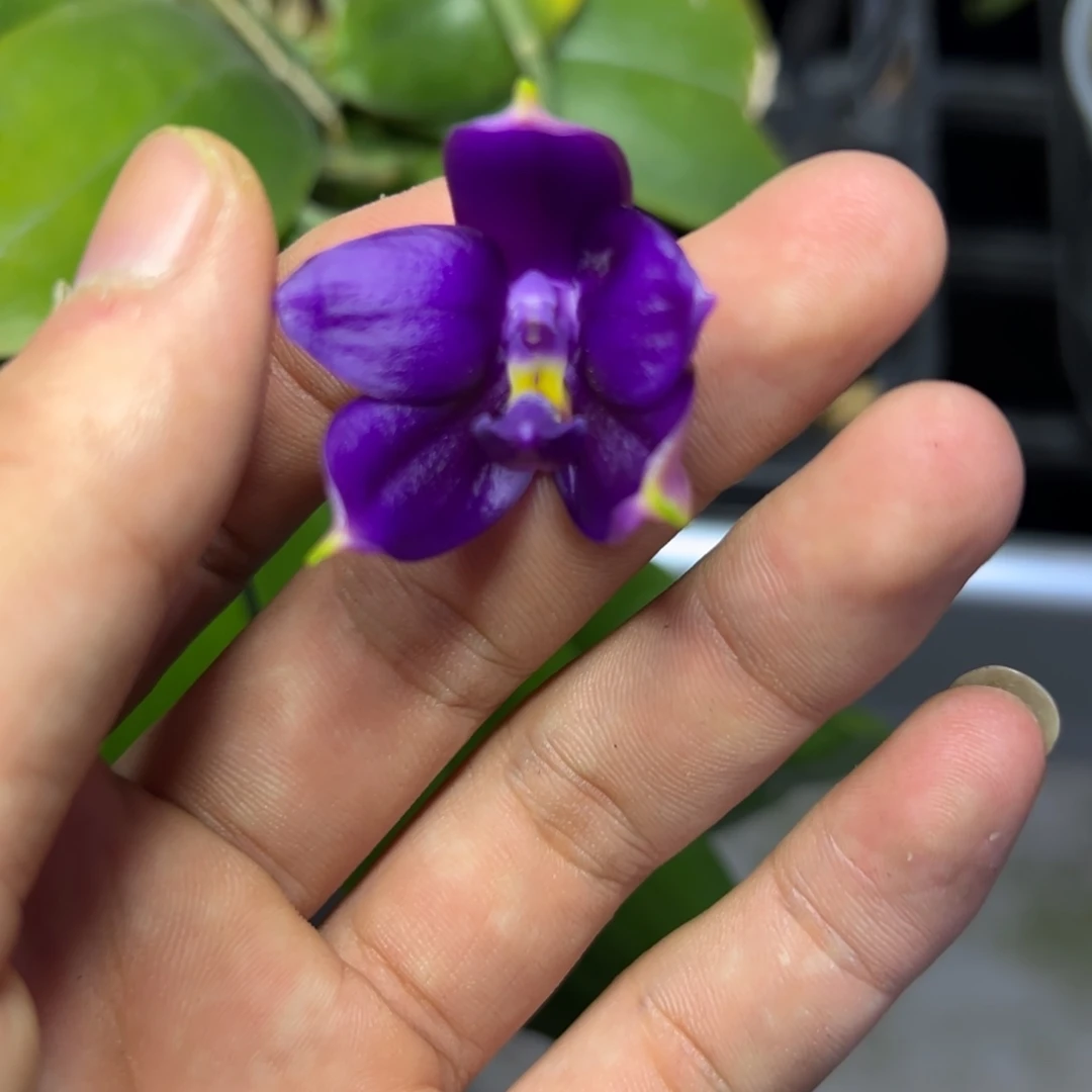 完全开放l092三寸诺曼蓝珍