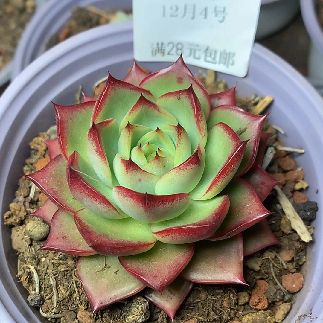 【闪购商品】云661号