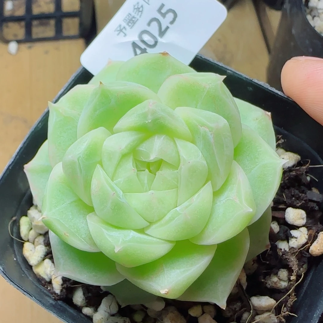 梨花白，4025多肉植物