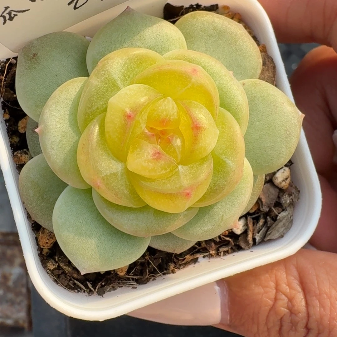 1207-09-晴芸十一单头