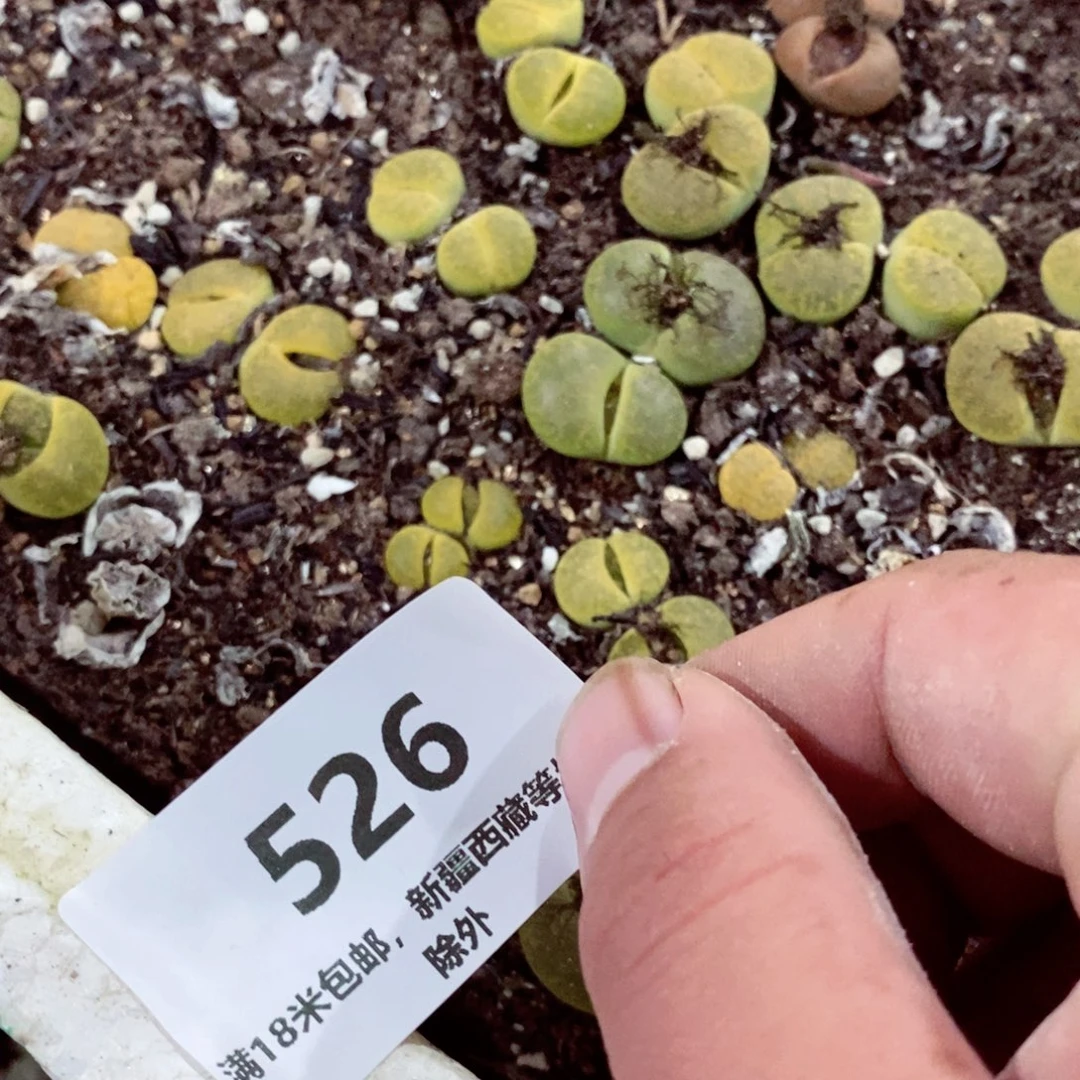 7**～我的小姐姐们都是我的526