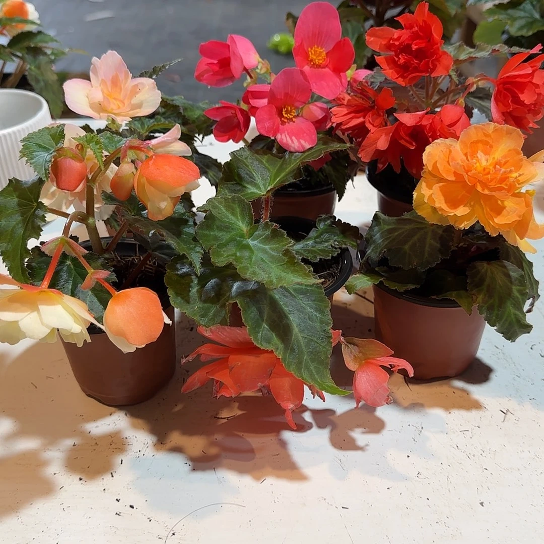 90景观6色 球根海棠