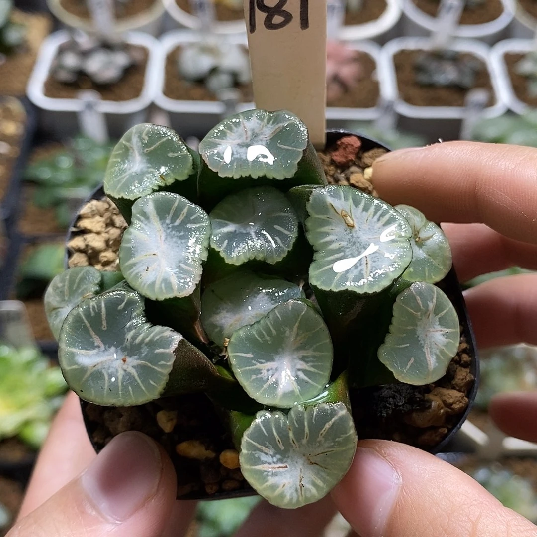 181瑞云万象十二卷多肉