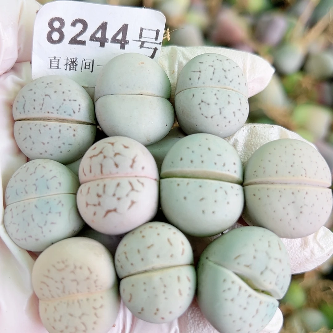 8244 好养易活生石花大母本10个2cm左右