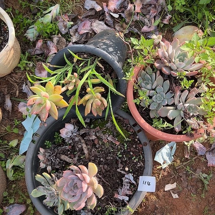 笔***缠多肉植物实物直播实物115