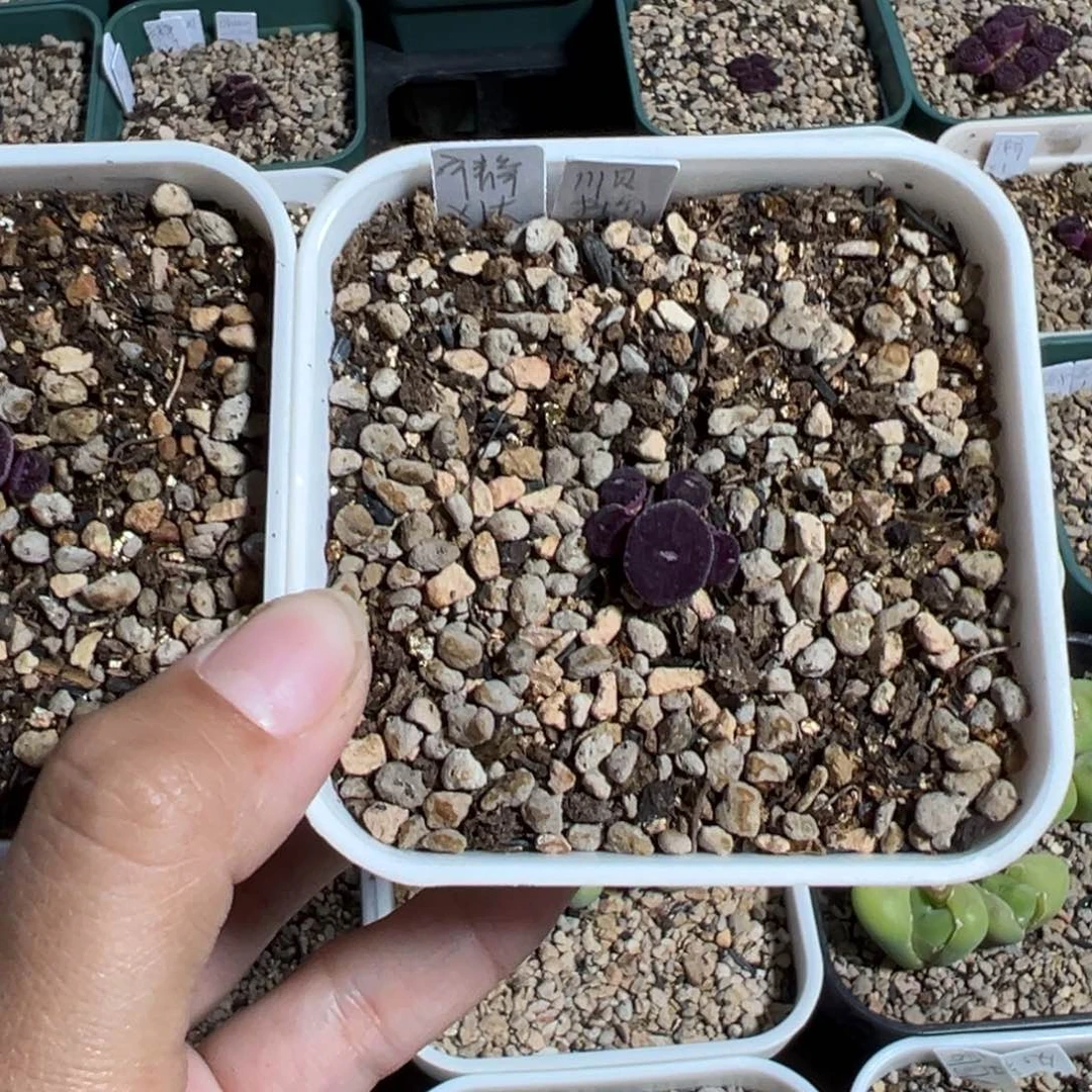 S*W打包福利多肉