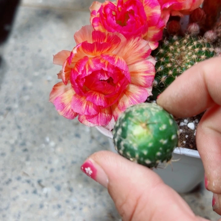 2丽花美花3歪无根侧芽2一3公分左右20包邮