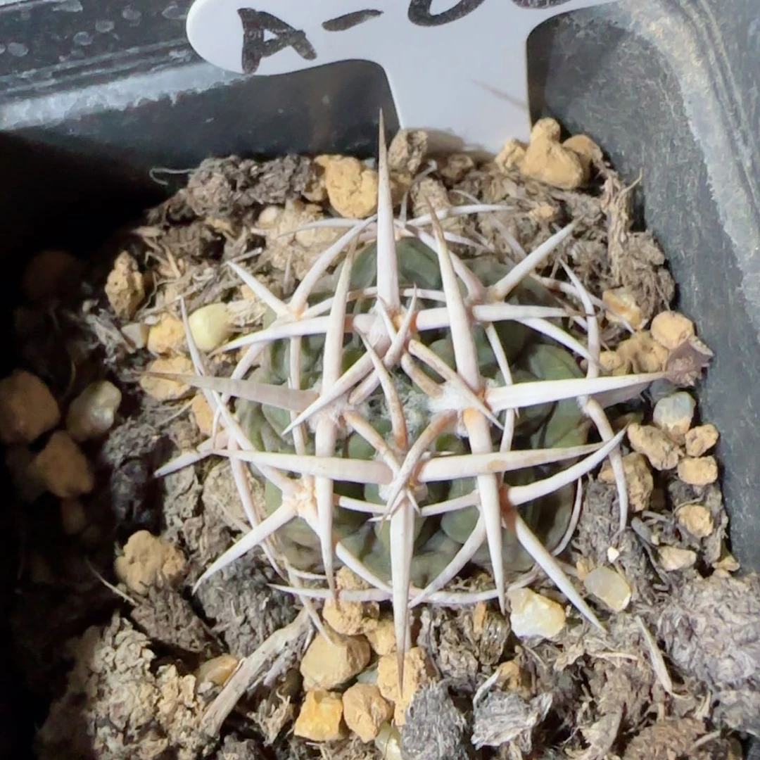 铛**铛实生A62碧岩玉多肉