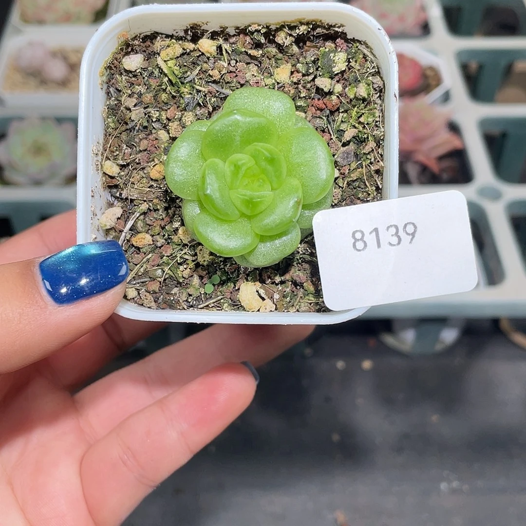 搁***浅8139。 灯泡珍妮。