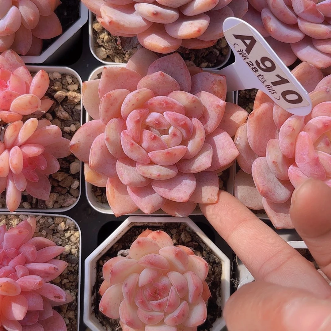 A910橙子一物一拍