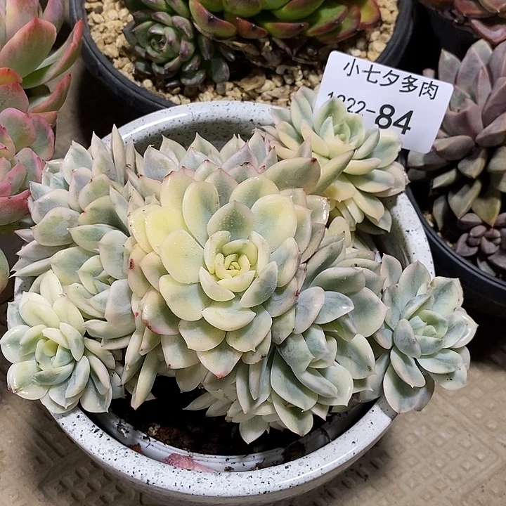 小七夕多肉月亮仙子锦84有砍
