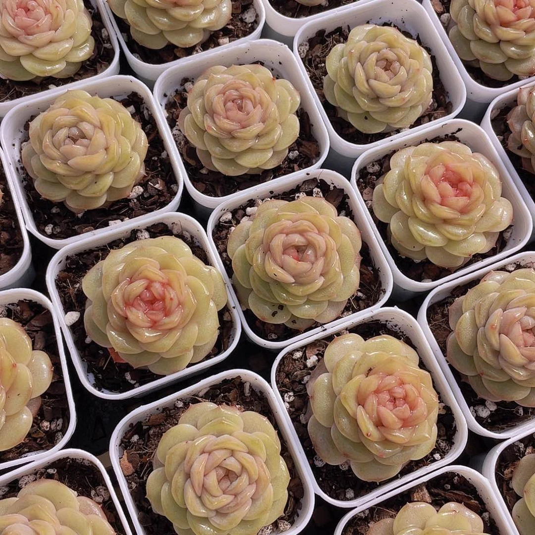 量拍129号 白烁珍妮单头一个