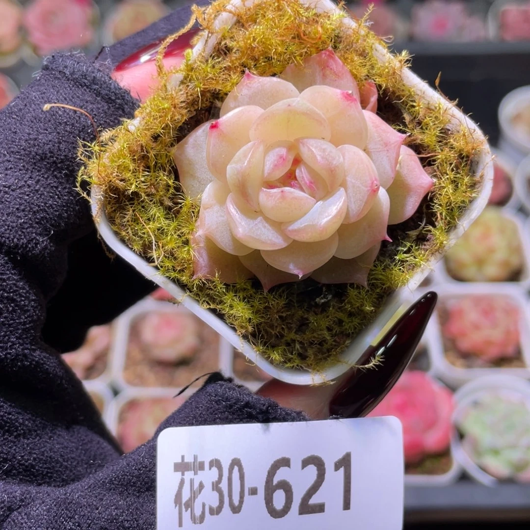 花利美30-621福利珍妮