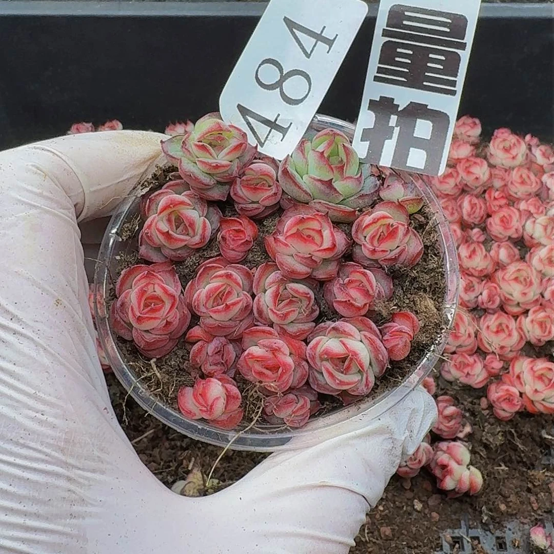 多肉植物多肉植物484量拍